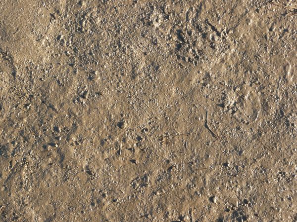Thick brown mud texture, forming a wet, even surface with various marks and indentations.