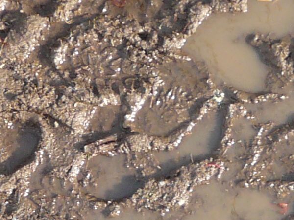 Brown mud texture, covered by irregular pools of clouded water and extensive footprints. Patches of small green weeds are also visible.