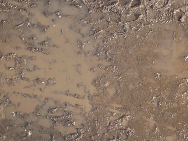 Brown mud texture, covered by irregular pools of clouded water and extensive footprints. Patches of small green weeds are also visible.
