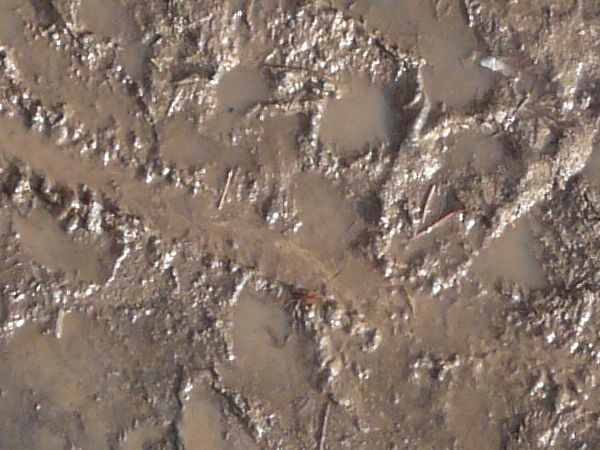 Brown mud texture covered with footprints, tire treads and other assorted marks. Shallow pools of water are also visible.