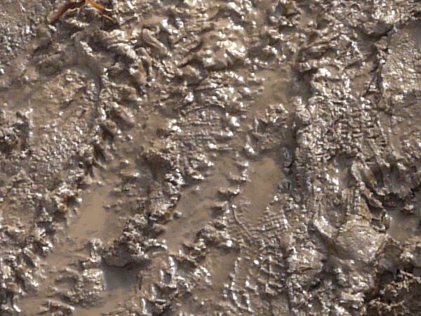 Brown mud texture, covered completely by various footprints, tire treads and other marks.