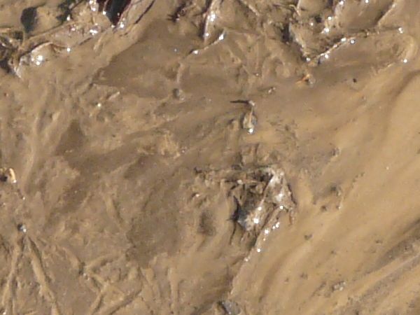 Brown mud texture with a surface in varying degrees of wetness. Various rocks, sticks and other plant debris are visible throughout.