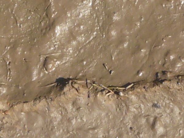 Brown mud texture with a surface in varying degrees of dryness. Various small sticks are visible throughout.