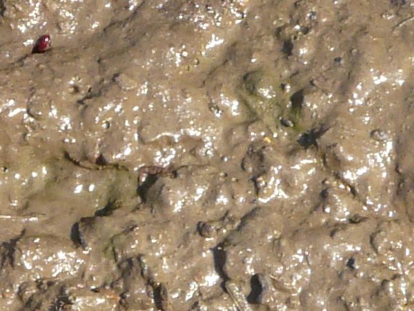 Wet brown mud texture, formed into a shiny, uneven surface.
