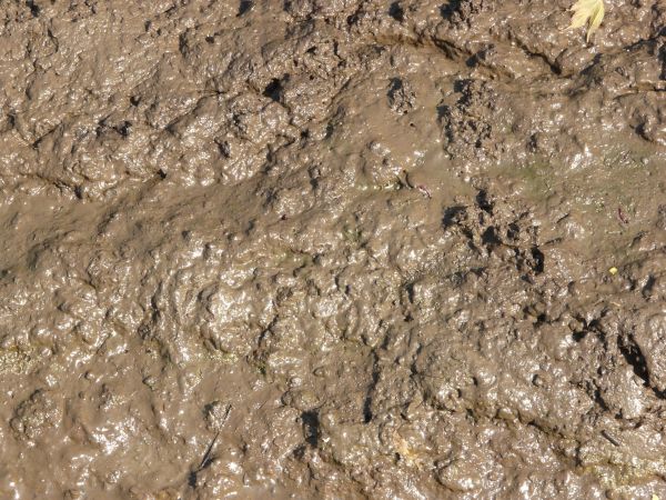 Wet brown mud texture, formed into a shiny, uneven surface.