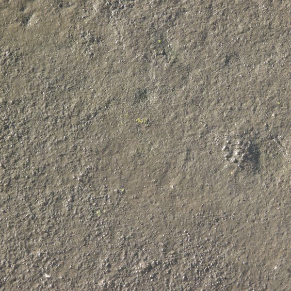 Brown mud texture with various small rocks and scratches in its otherwise mostly level surface. A few small green weeds are also visible.