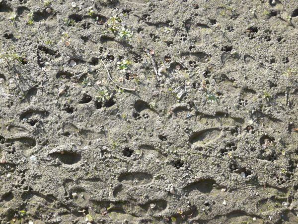 Sandy grey mud texture, with various holes, footprints and other impressions in the surface. Rocks, trash and sprouting green plants are visible throughout.