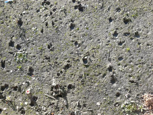 Sandy grey mud texture, with various holes, footprints and other impressions in the surface. Rocks, trash and sprouting green plants are visible throughout.
