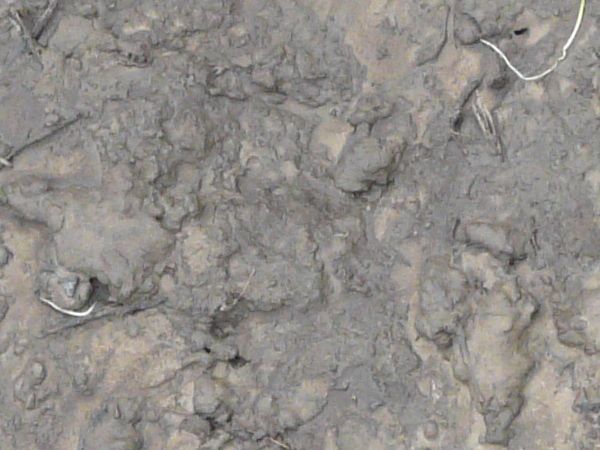 Grey mud texture, with faint streaks of brown visible in the wet surface.