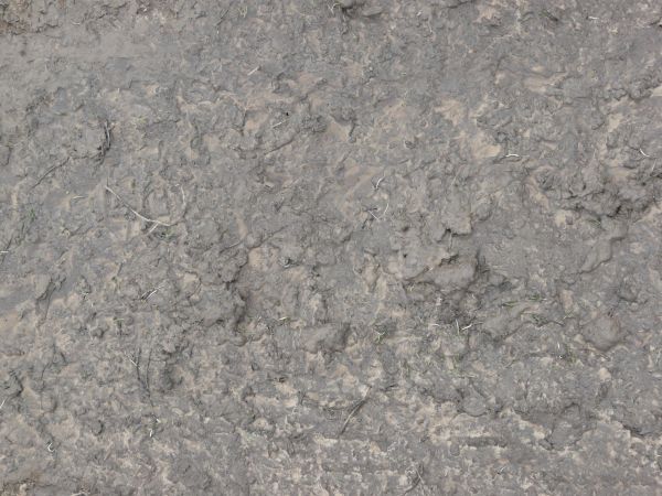 Grey mud texture, with faint streaks of brown visible in the wet surface.