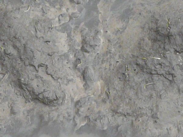 Grey mud texture, with an uneven surface and a pool of clouded water.