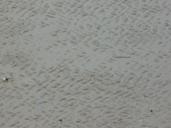 Grey mud texture, with an irregular pattern of small mounds covering the surface