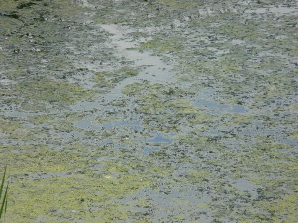 Muddy moss texture, with scattered areas of green ground visible in a surface of water.