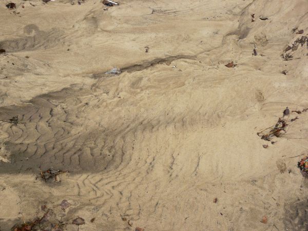 Tan sand texture, with a pattern of long drying marks, and large areas of dark, damp sand. Brown leaves and weeds are also visible on the surface.