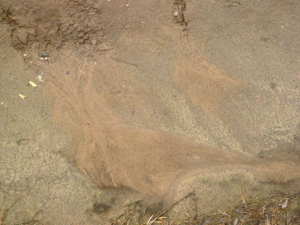 Damp soil texture, with areas of damp tan sand, and various weeds and sticks throughout.