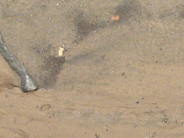 Damp sand texture, with areas of rocky water, green grass and other plant debris.