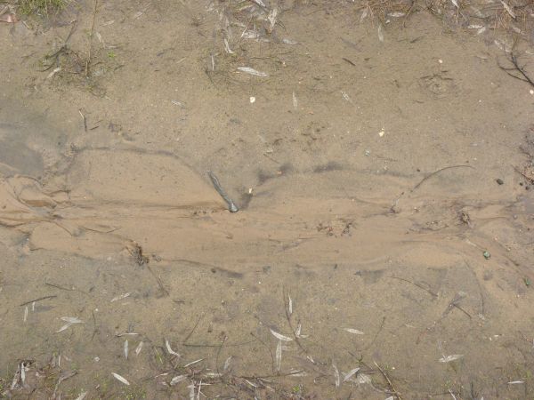 Damp sand texture, with areas of rocky water, green grass and other plant debris.