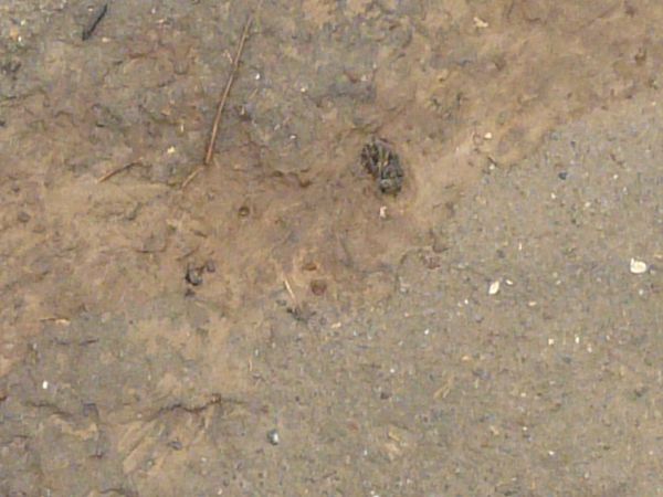 Damp sand texture, with areas of rocky water, green grass and other plant debris.