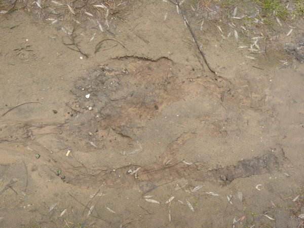 Damp sand texture, with areas of rocky water, green grass and other plant debris.