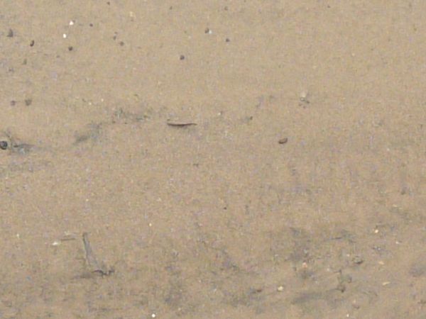 Damp sand texture, with areas of rocky water, green grass and other plant debris.