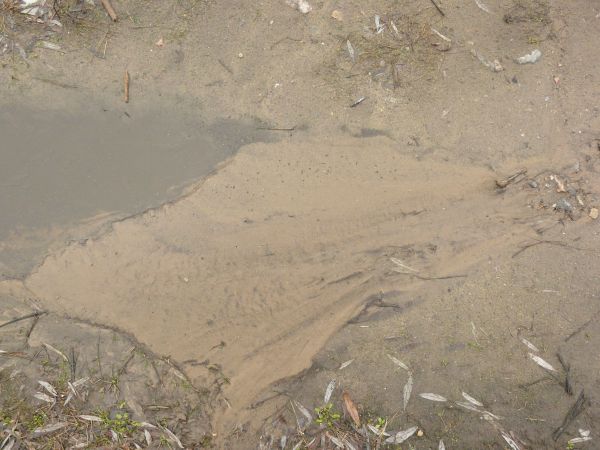Damp sand texture, with areas of rocky water, green grass and other plant debris.