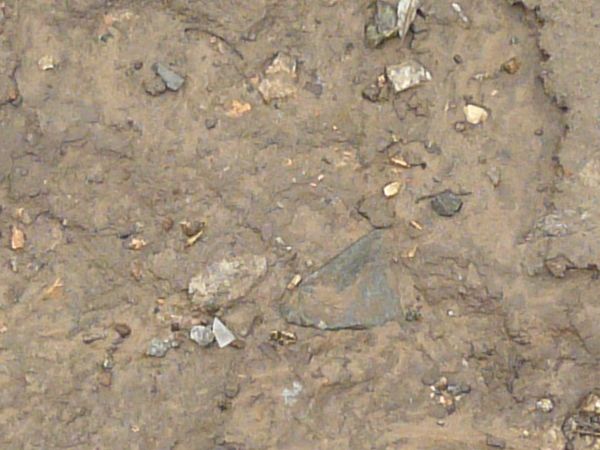 Damp sand texture, with areas of rocky water, green grass and other plant debris.