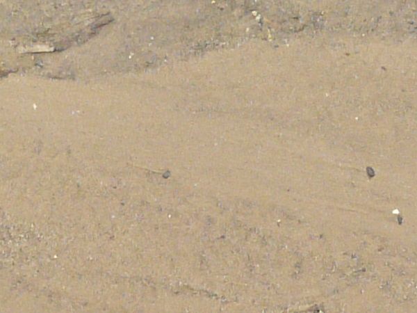 Damp sand texture, with areas of rocky water, green grass and other plant debris.