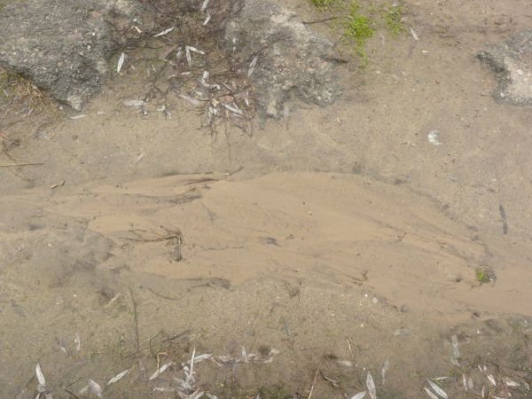 Damp sand texture, with areas of rocky water, green grass and other plant debris.