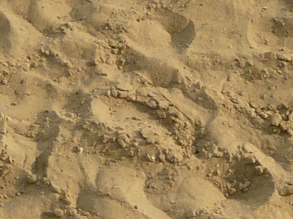 Tan sand texture, formed into small mounds, with various areas of clumping sand and smal green weeds present.