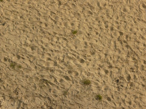 Tan sand texture, formed into small mounds, with various areas of clumping sand and smal green weeds present.