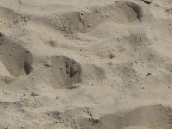 Smooth grey sand texture, formed into many small dunes. A few scattered sticks and rocks are visible.