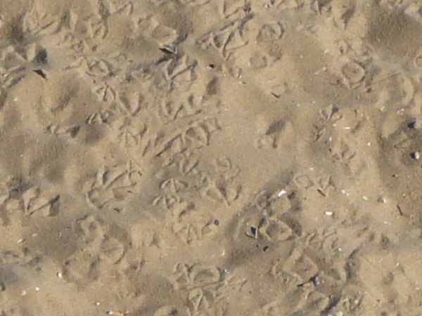Tan sand texture, formed into small mounds with footprints covering the entire surface.