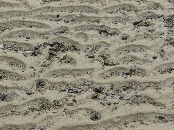 Rocky white sand texture, formed into long horizontal mounds, with various dark rocks and shells visible throughout.