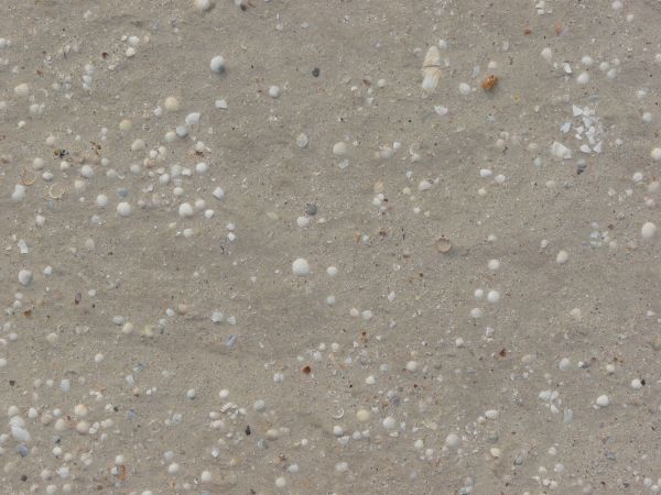 Grey sand texture with white shells and small rocks embedded in its surface.