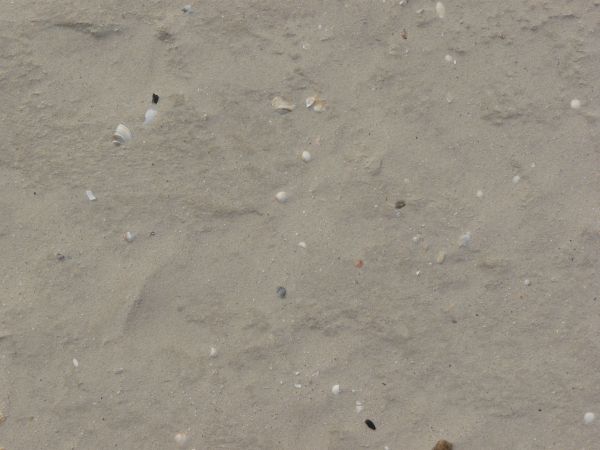 Grey sand texture with white shells and small rocks embedded in its surface.