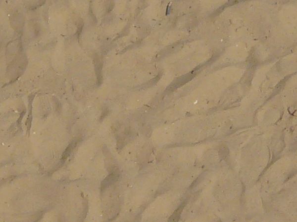 Tan sand texture, formed into small mounds that cover the surface. Various small sticks are visible in the sand.