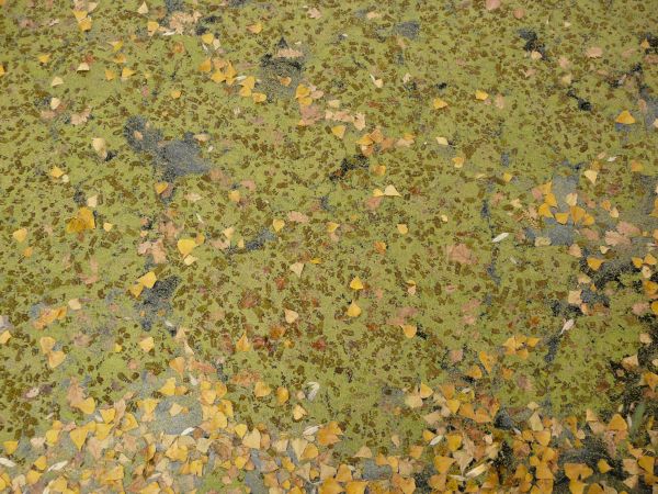 Texture of murky water completely covered with dry, yellow leaves and green particles.