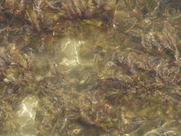 Seawater texture with clear consistency and brown plants and rocks on floor beneath surface.