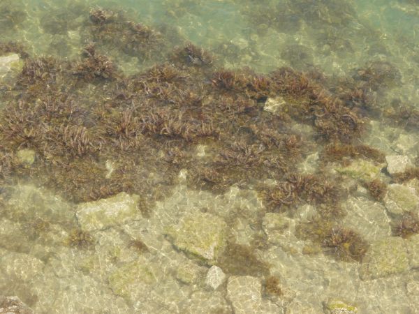 Seawater texture with clear consistency and brown plants and rocks on floor beneath surface.