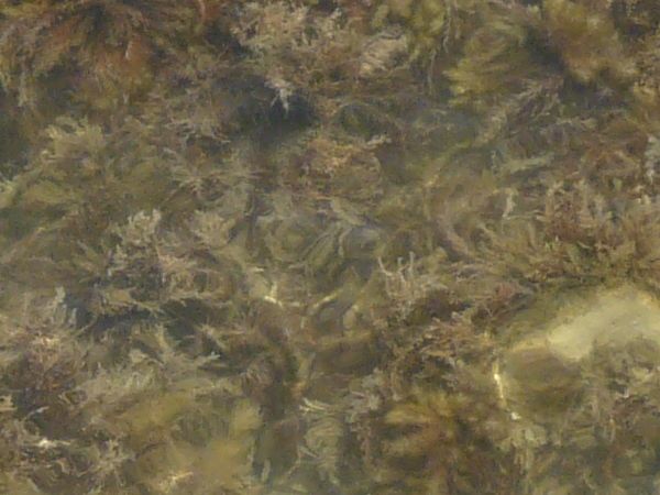 Seawater texture with clear consistency and brown plants and rocks on floor beneath surface.