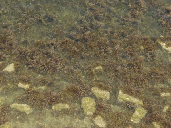 Seawater texture with clear consistency and brown plants and rocks on floor beneath surface.