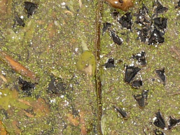 Water surface covered in green dirt and random particles.