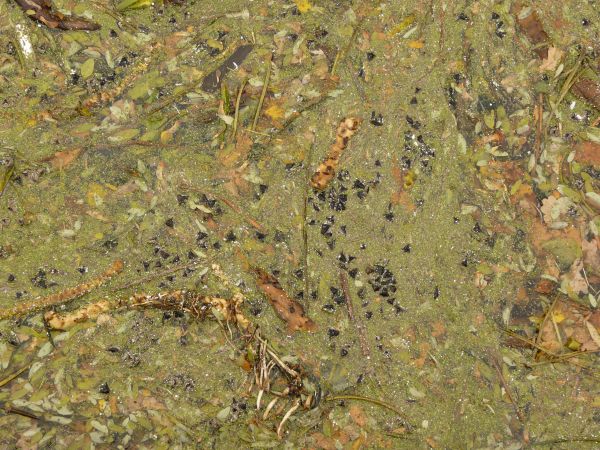 Water surface covered in green dirt and random particles.