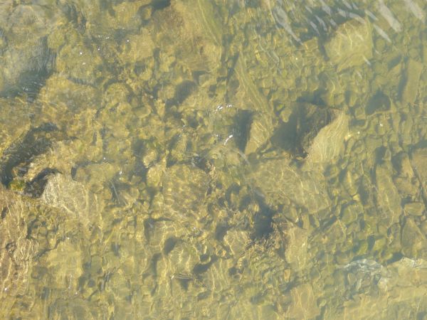 Murky Brown Water 0037 Texturelib