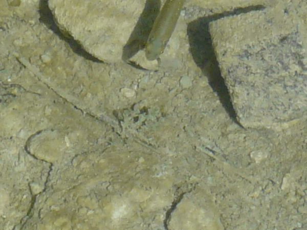 Water texture with clear consistency and rough, rocky floor beneath surface.