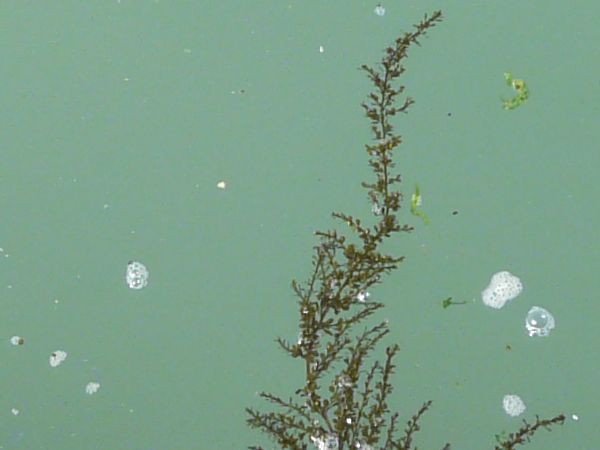 Murky water texture in light blue color with long, green seaweed below surface.