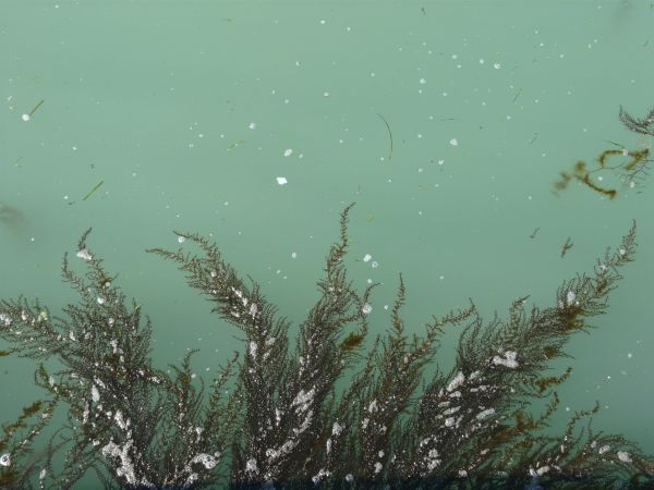 Murky water texture in light blue color with long, green seaweed below surface.