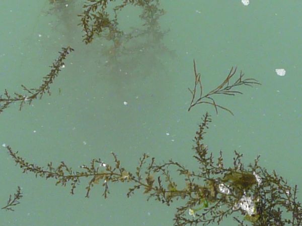 Murky water texture in light blue color with long, green seaweed below surface.
