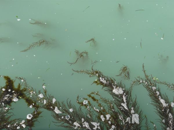 Murky water texture in light blue color with long, green seaweed below surface.