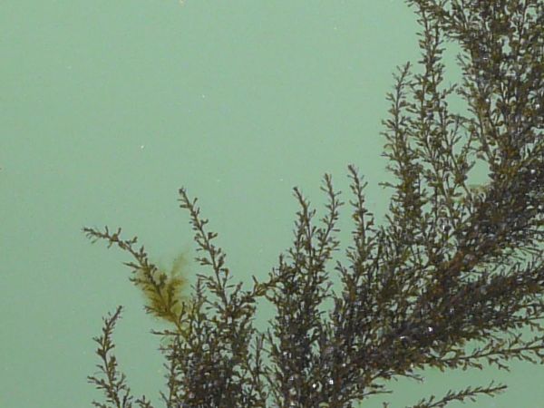 Murky water texture in light blue color with long, green seaweed below surface.
